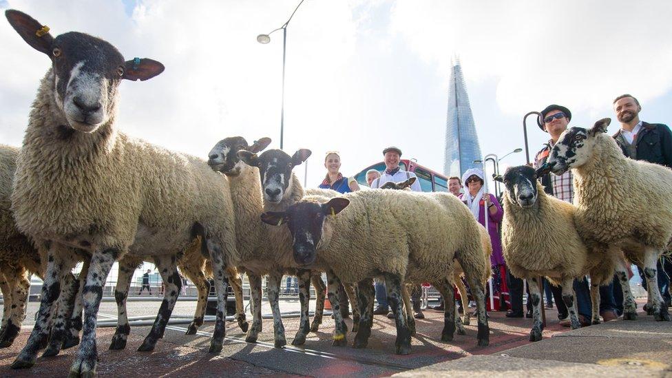 Sheep herded across London Bridge