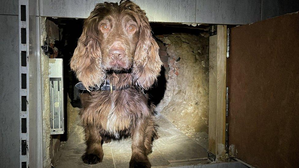 Bran found the tunnel yesterday in Queen Street shop