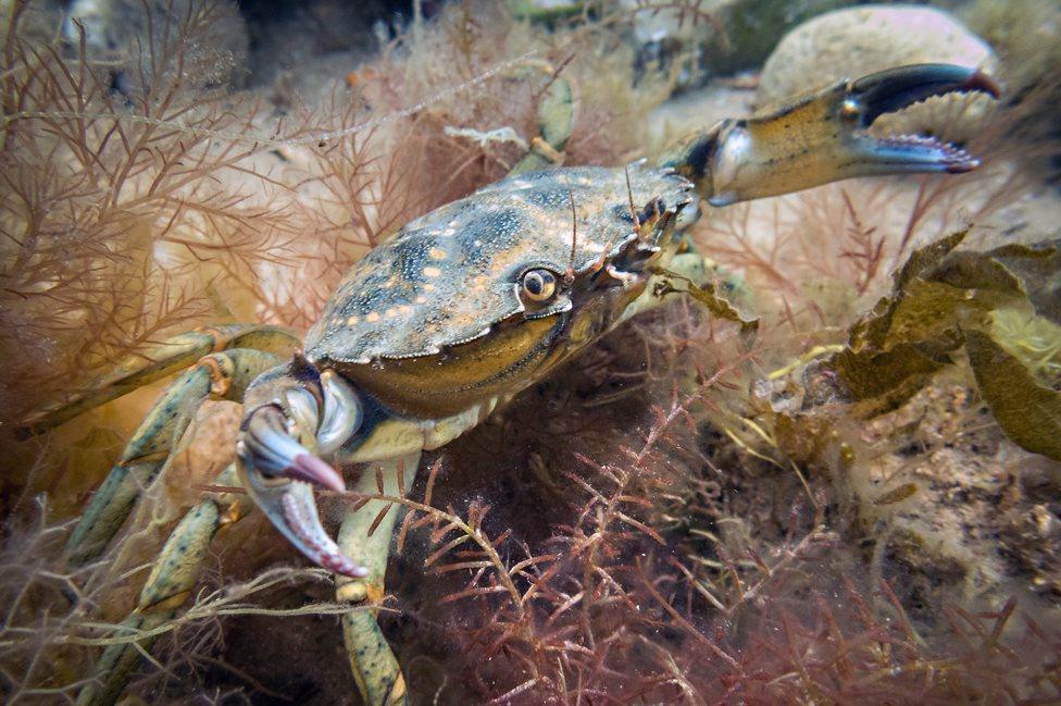 Crab explores the seabed off the coast at Sheringham