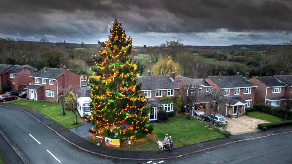 Giant Christmas tree in garden