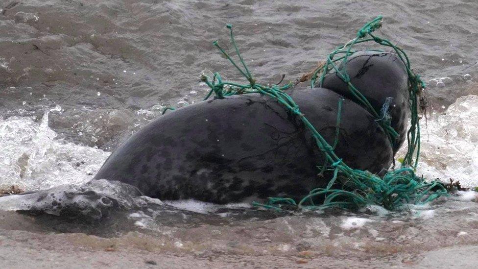 seal in fishing net