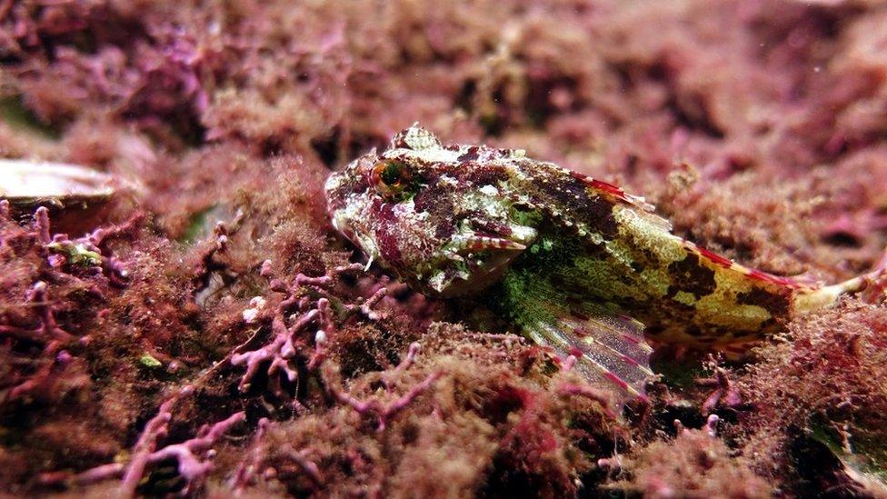 Scorpion fish