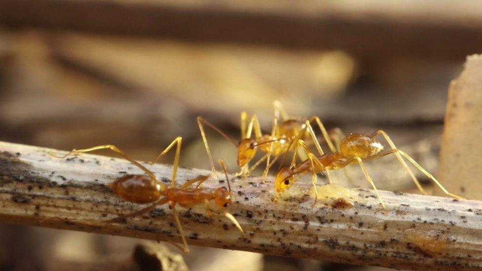 yellow ants