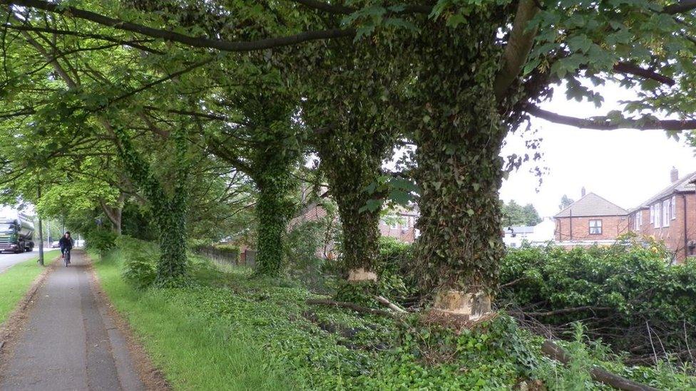 Trees vandalised in Worsley