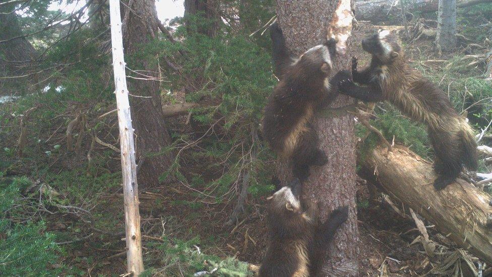 young wolverines playing with their mum