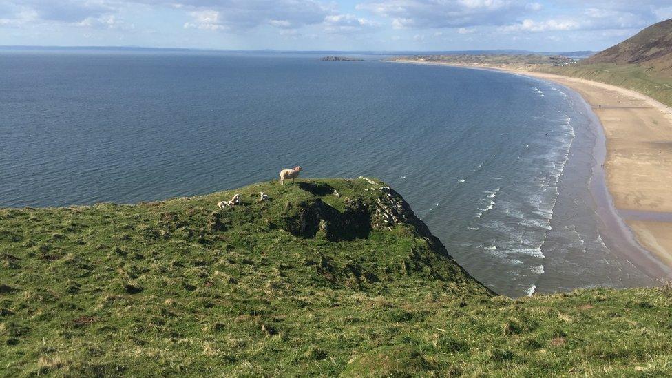 Sheep looking over Rhossili Bay, Gower.