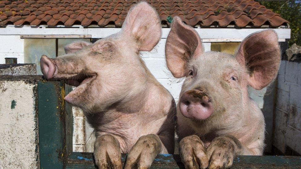 Pigs at Hartcliffe Community Farm in Bristol