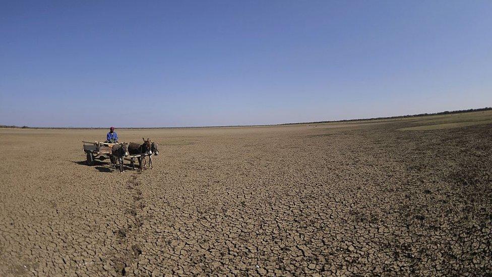 A man crosses the dried Bokaa Dam with a donkey cart on the outskirts of Gaborone on August 14, 2015 in Botswana