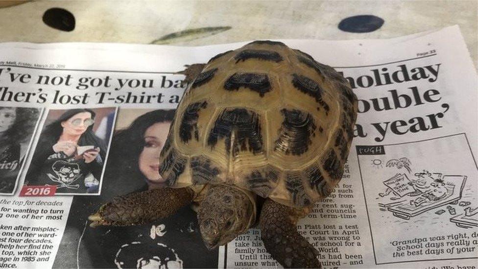 Tortoise shown on a piece of newspaper