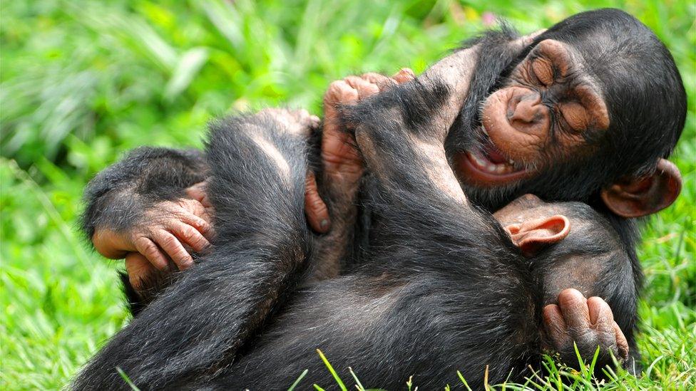 Chimpanzees playing