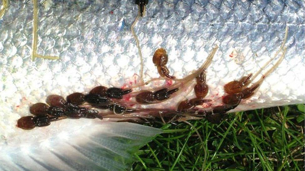 Sea lice on salmon