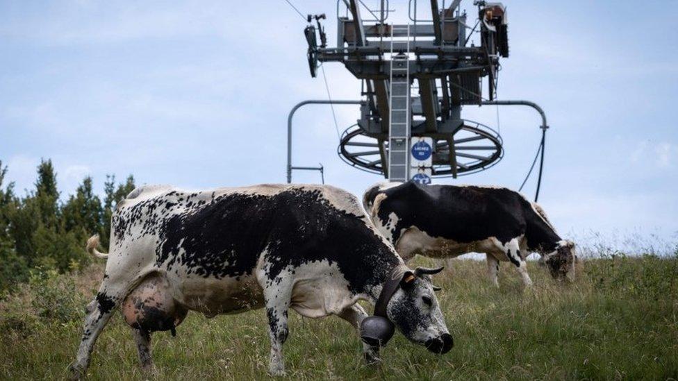 Cows graze on a ski slope on the ridge of the Vosges mountains