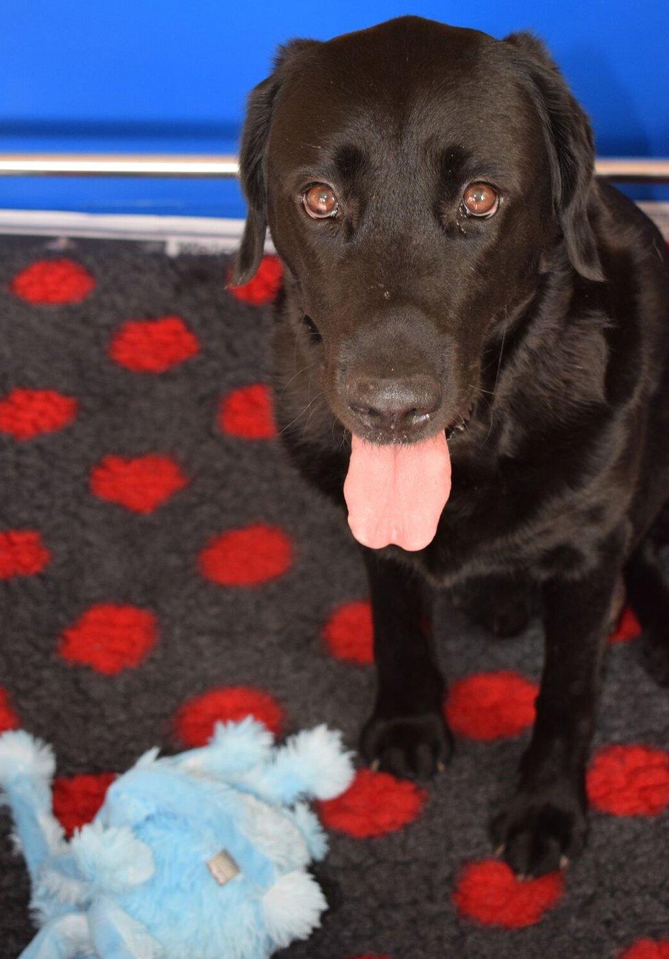 Abby, an adult black Labrador