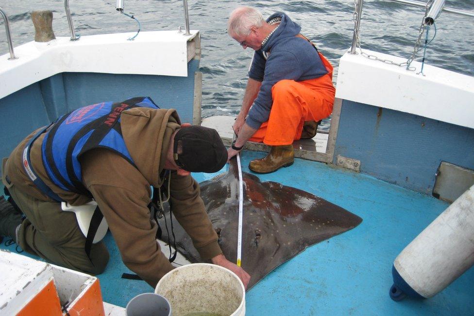 Measuring a flapper skate