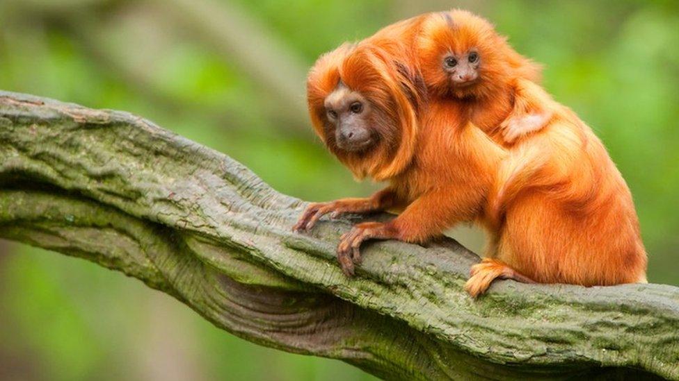 Golden lion tamarins