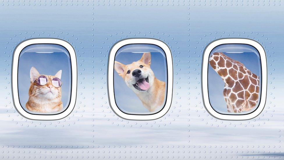 Cat, dog and giraffe on a flight