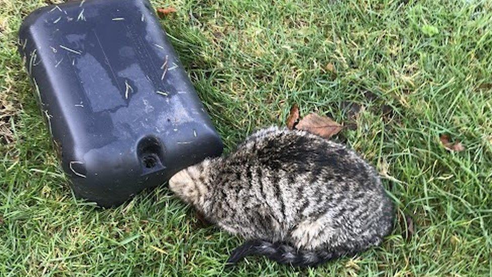 Cat stuck in a rat bait box