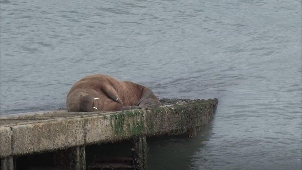 Walrus in Tenby