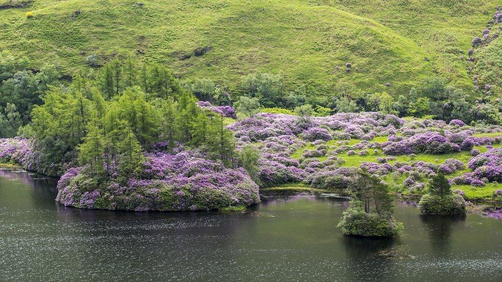 Rhododendrons