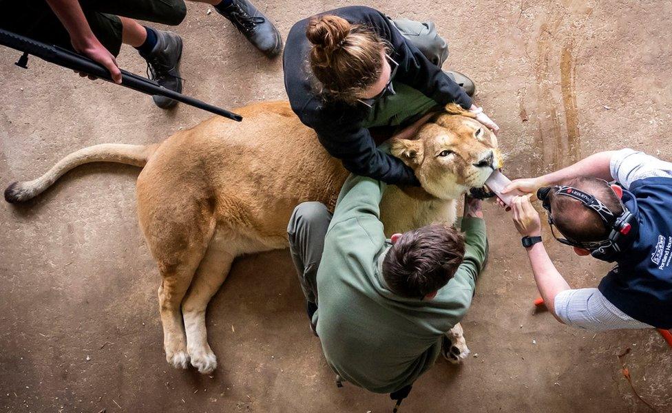 Unconscious lion at Yorkshire Wildlife Park