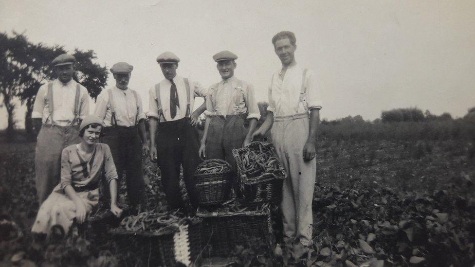 Bean picking in the 1930s