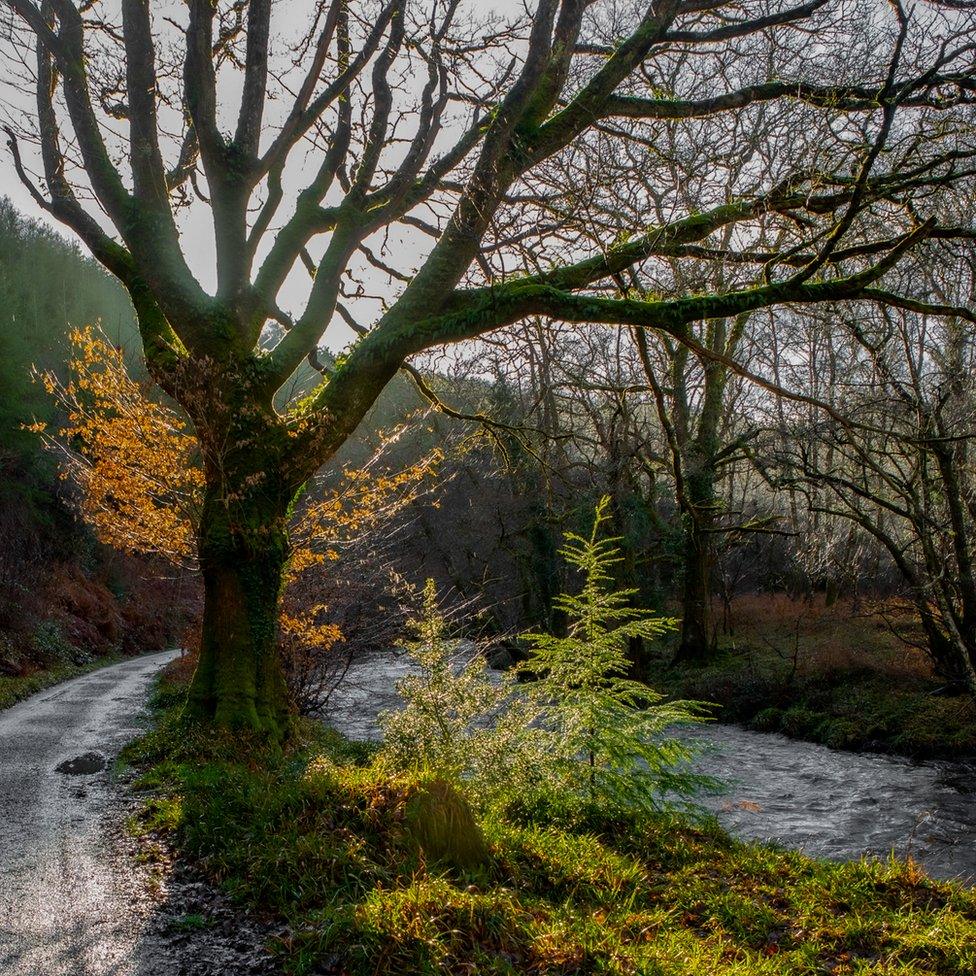 By the River Teign in Fingle Woods, Devon