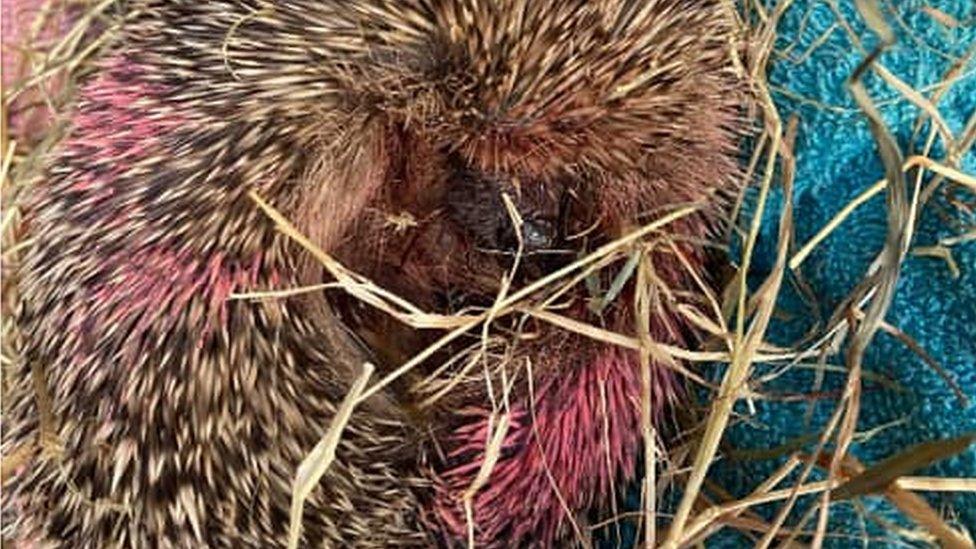 spray-painted hedgehog