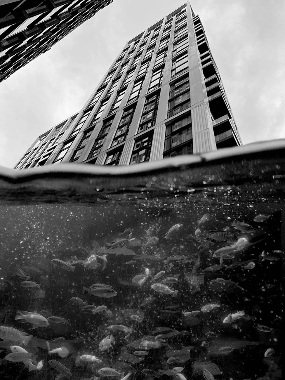 A shot of a housing estate and underneath is a view of fish under water