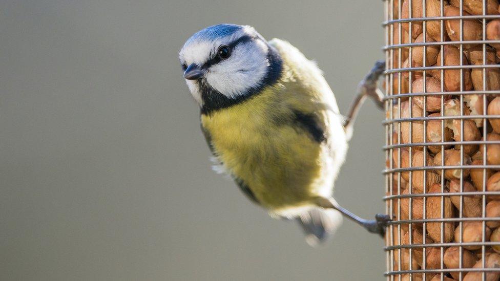 Bird on a feeder