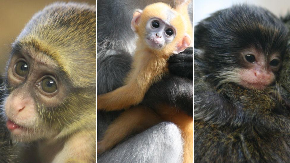 De Brazzas baby monkey (left), baby spectacled langurs (centre) and baby emperor tamarins (right)