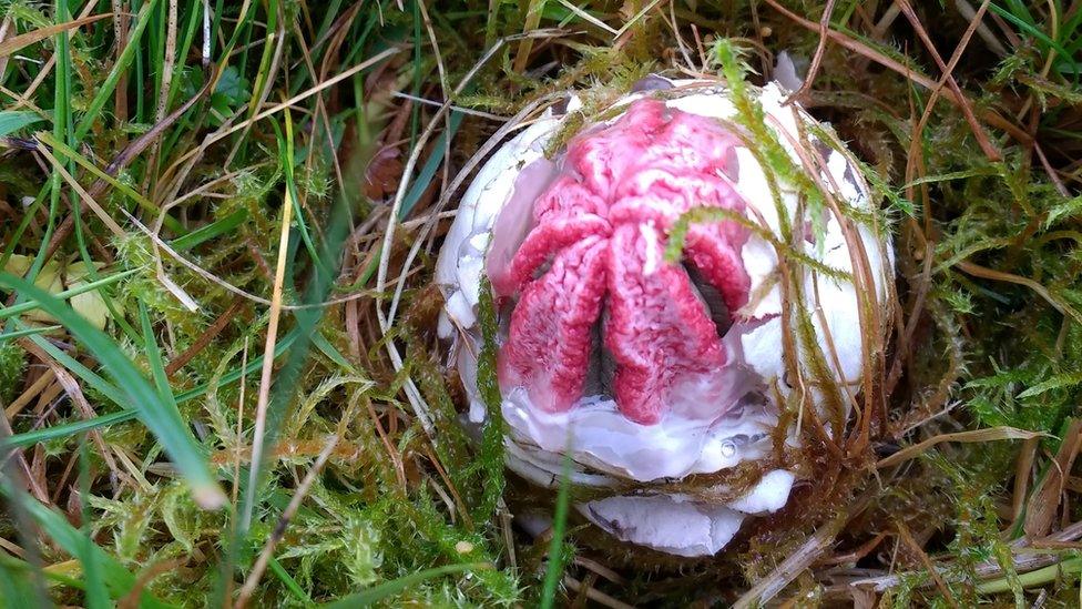 Devil's fingers fungus