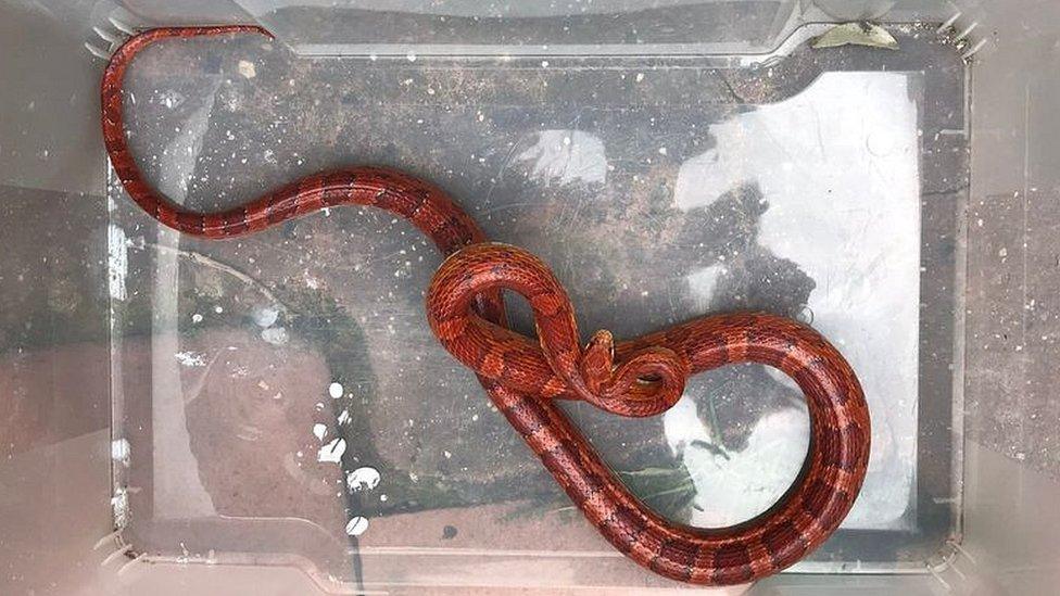 Corn snake in box