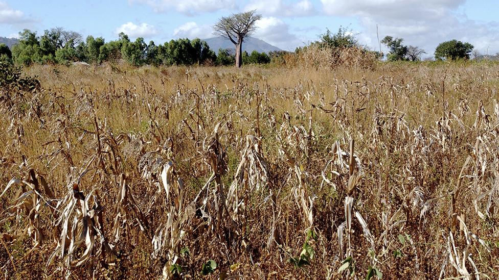 Failed crop in Malawi in 2003.