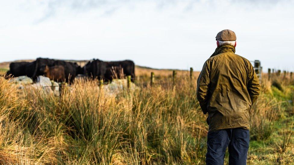 Scottish farmer looking at beef cattle