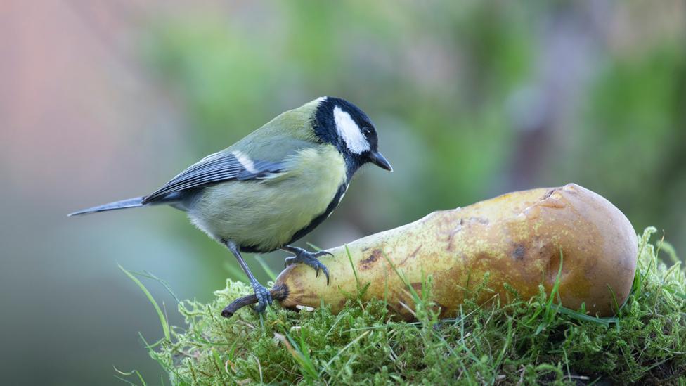 Blue tit on pear