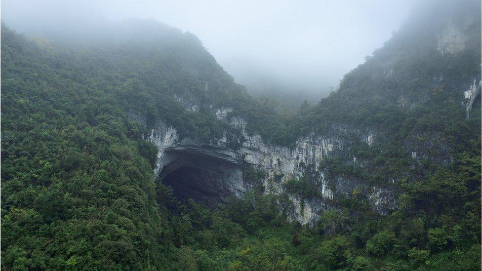 Forest in Baise in China