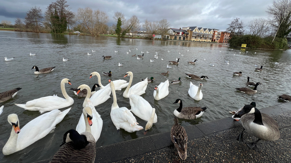 These swans, geese and other birds enjoying a morning on the water in Windsor were captured by Weather Watcher Shadowfoley