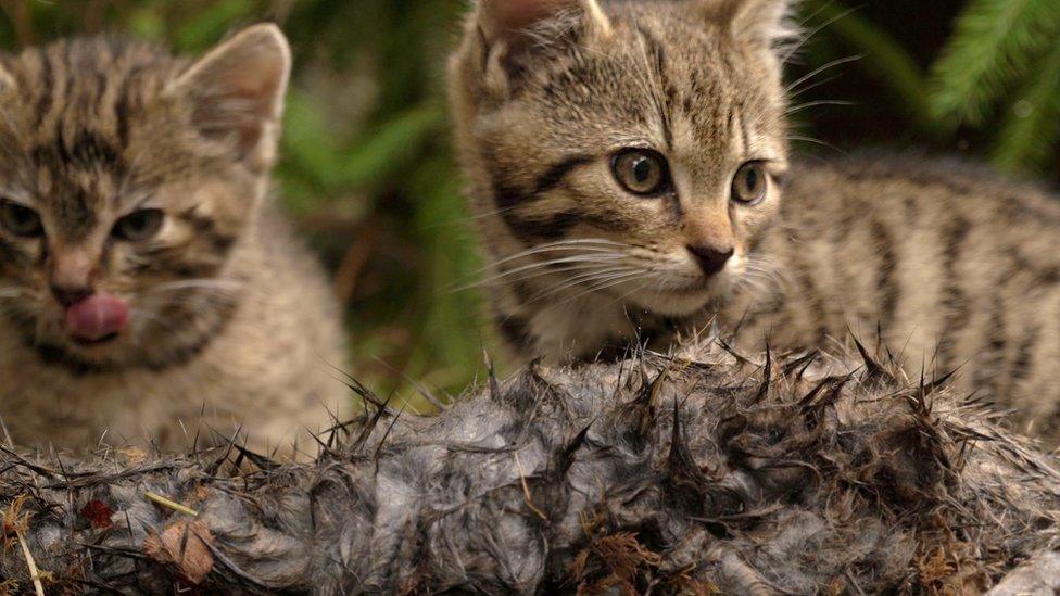 The male and female Scottish wildcat kittens preparing to eat a rabbit