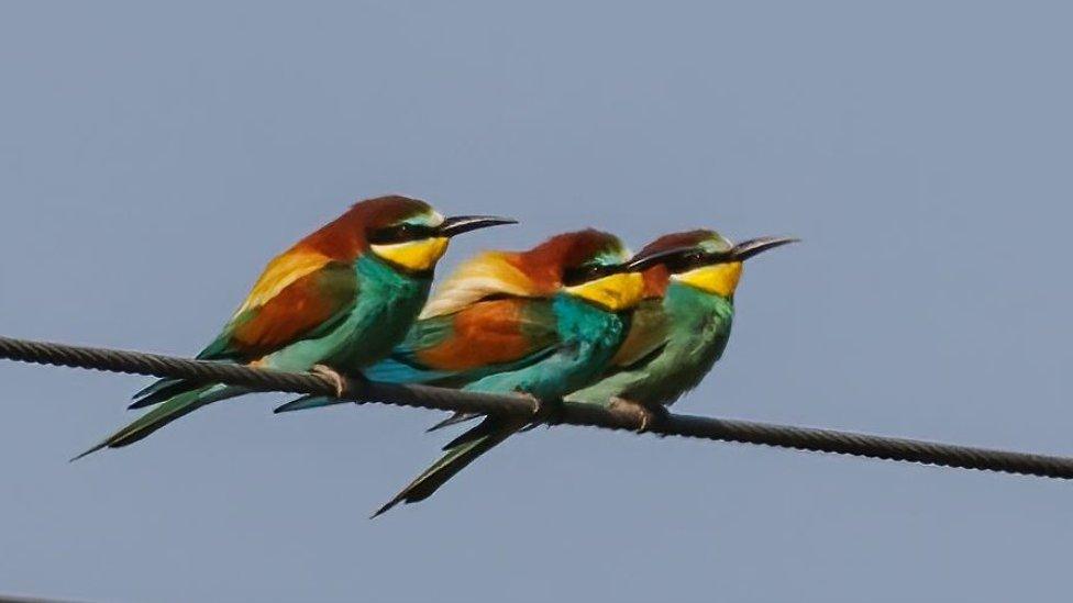 Bee-eaters in Norfolk