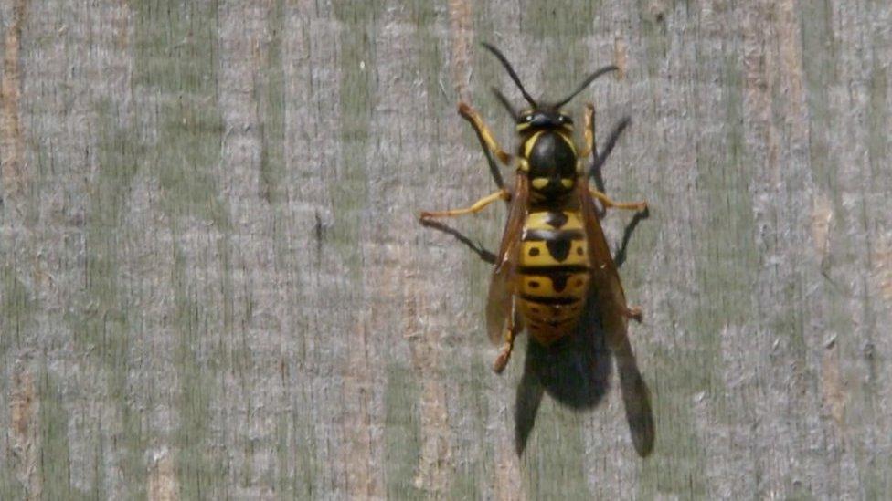 a-queen-wasp-sits-on-a-wooden-door-in-the-sun-stripping-bits-of-wood-to-make-a-nest