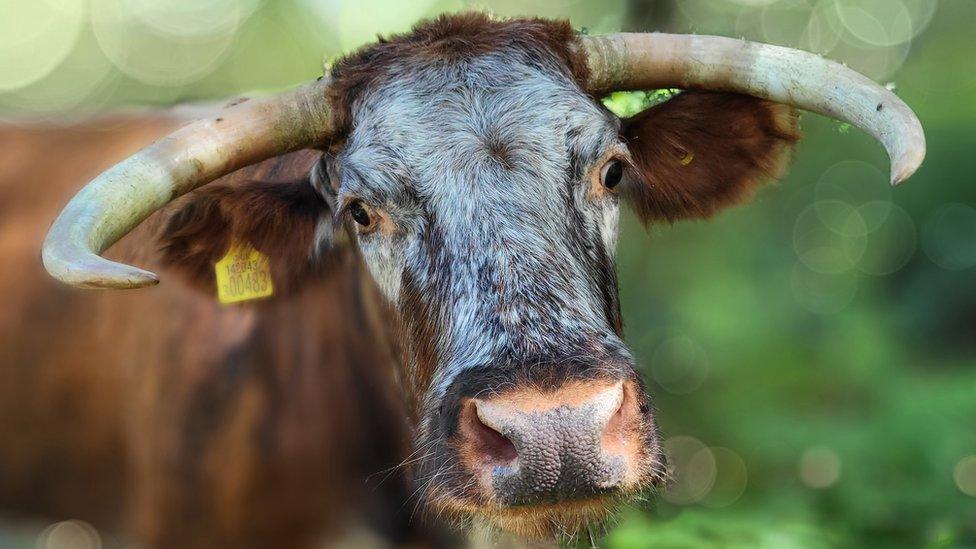 English Longhorn cattle