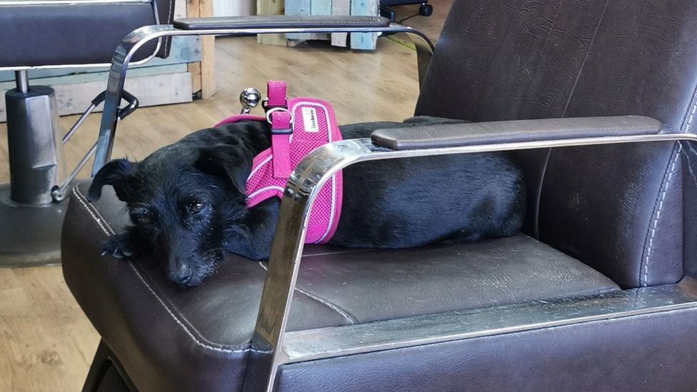 Lola the dog sat on a chair