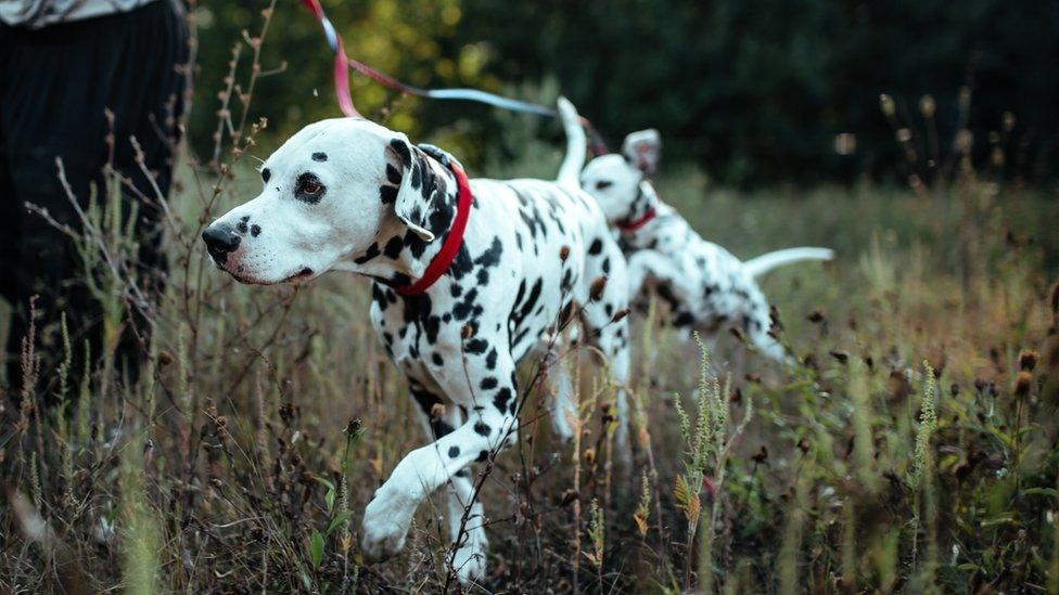 dog-in-park