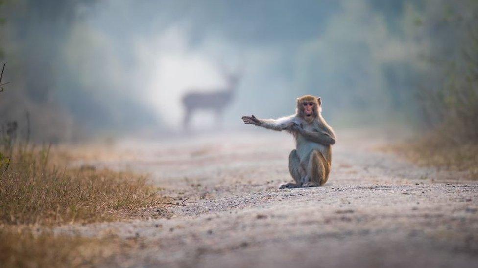 A monkey signals to thin air