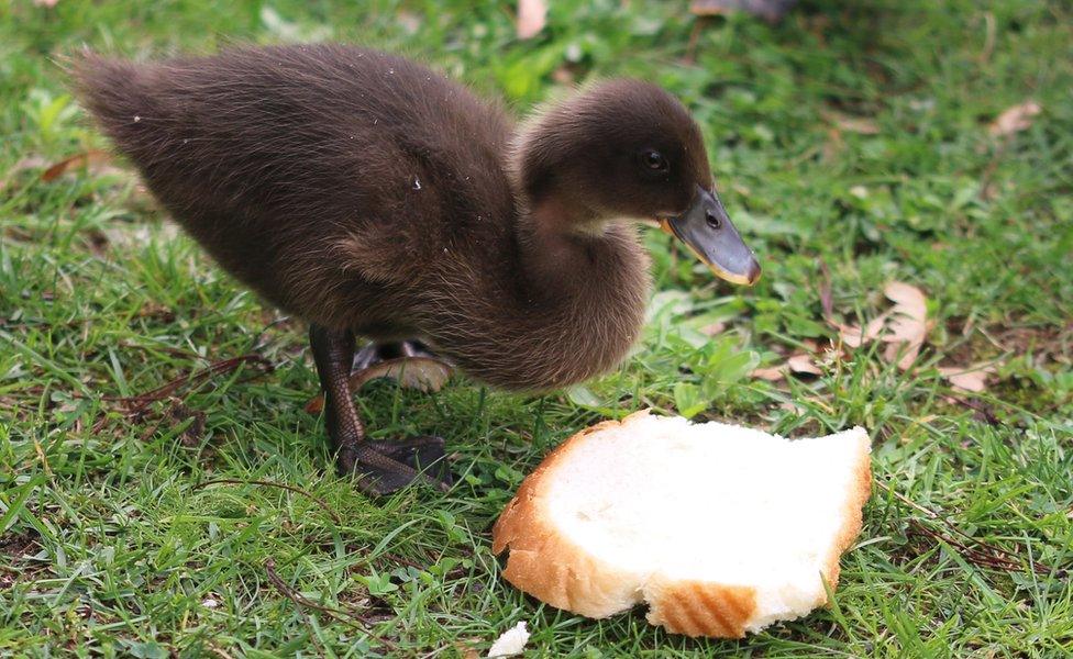 Duckling eating bread