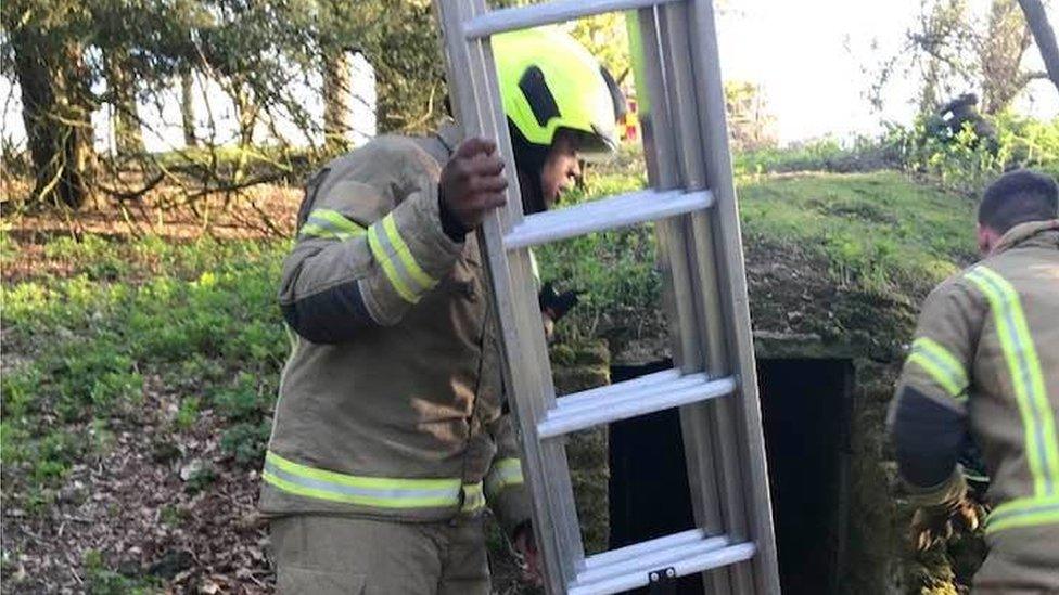 Firefighters saving a dog