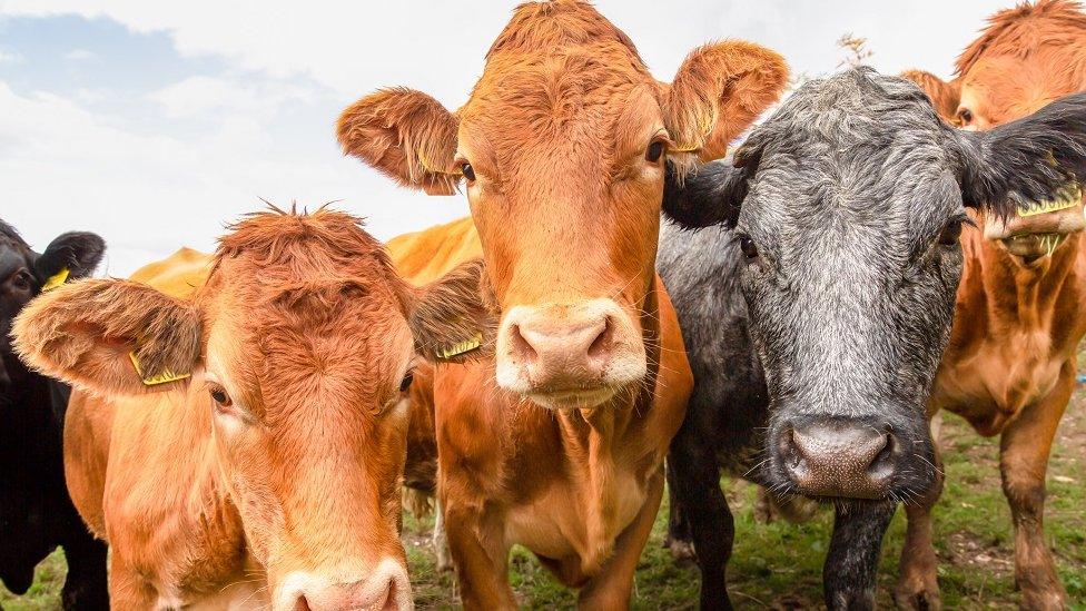 Brown and grey cows