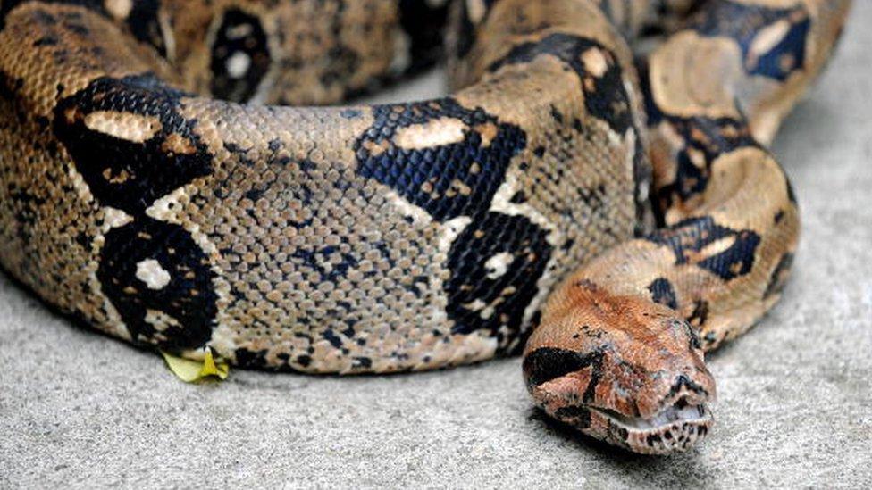 Boa constrictors, like the one pictured here, are one of the world's largest snakes, with an average length of 3m