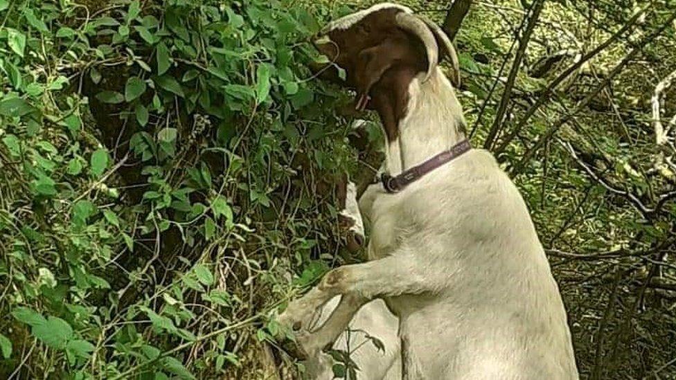 Goat clearing a bush