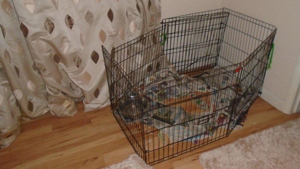 Puppy crate